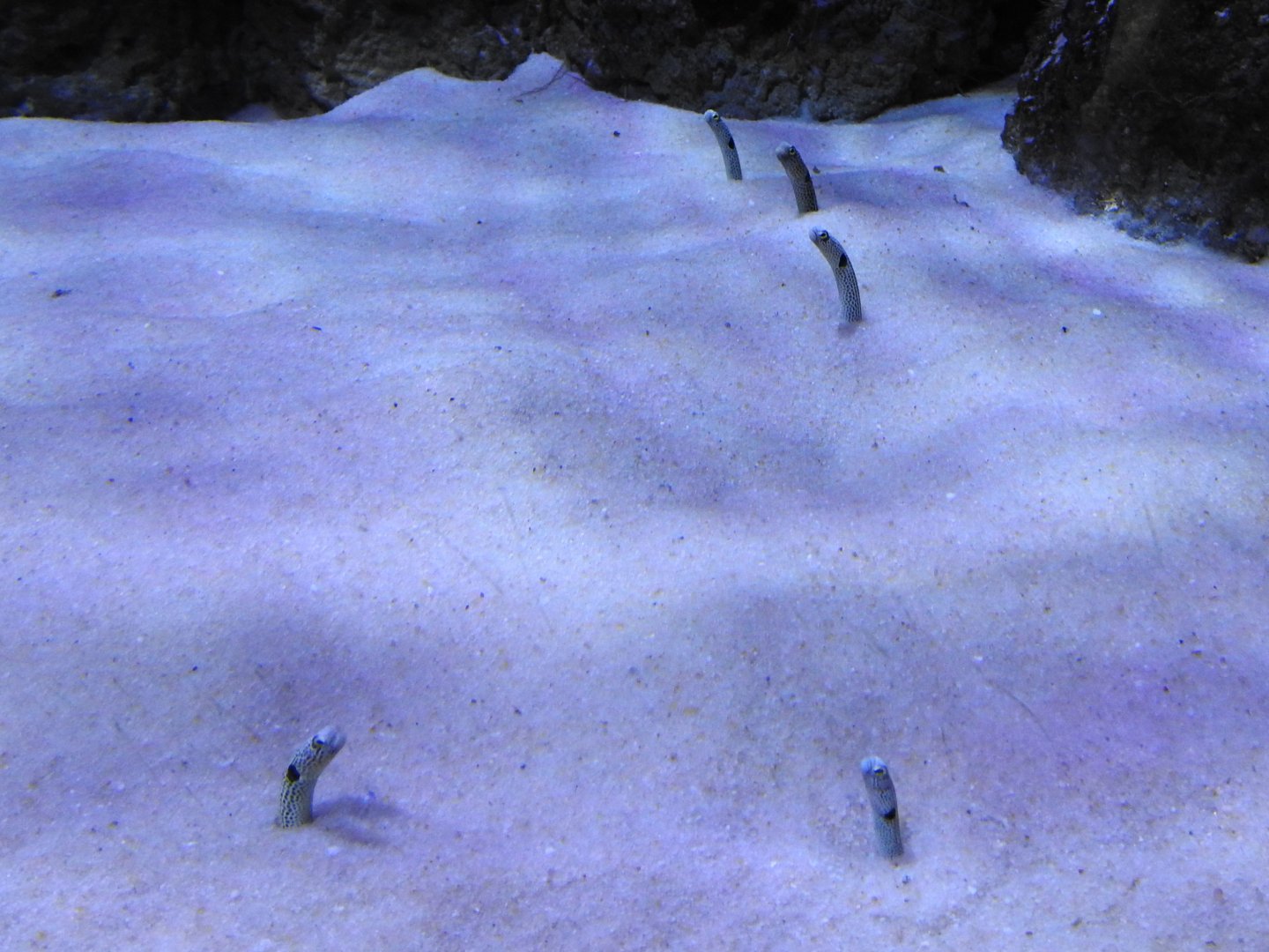 Garden Eels