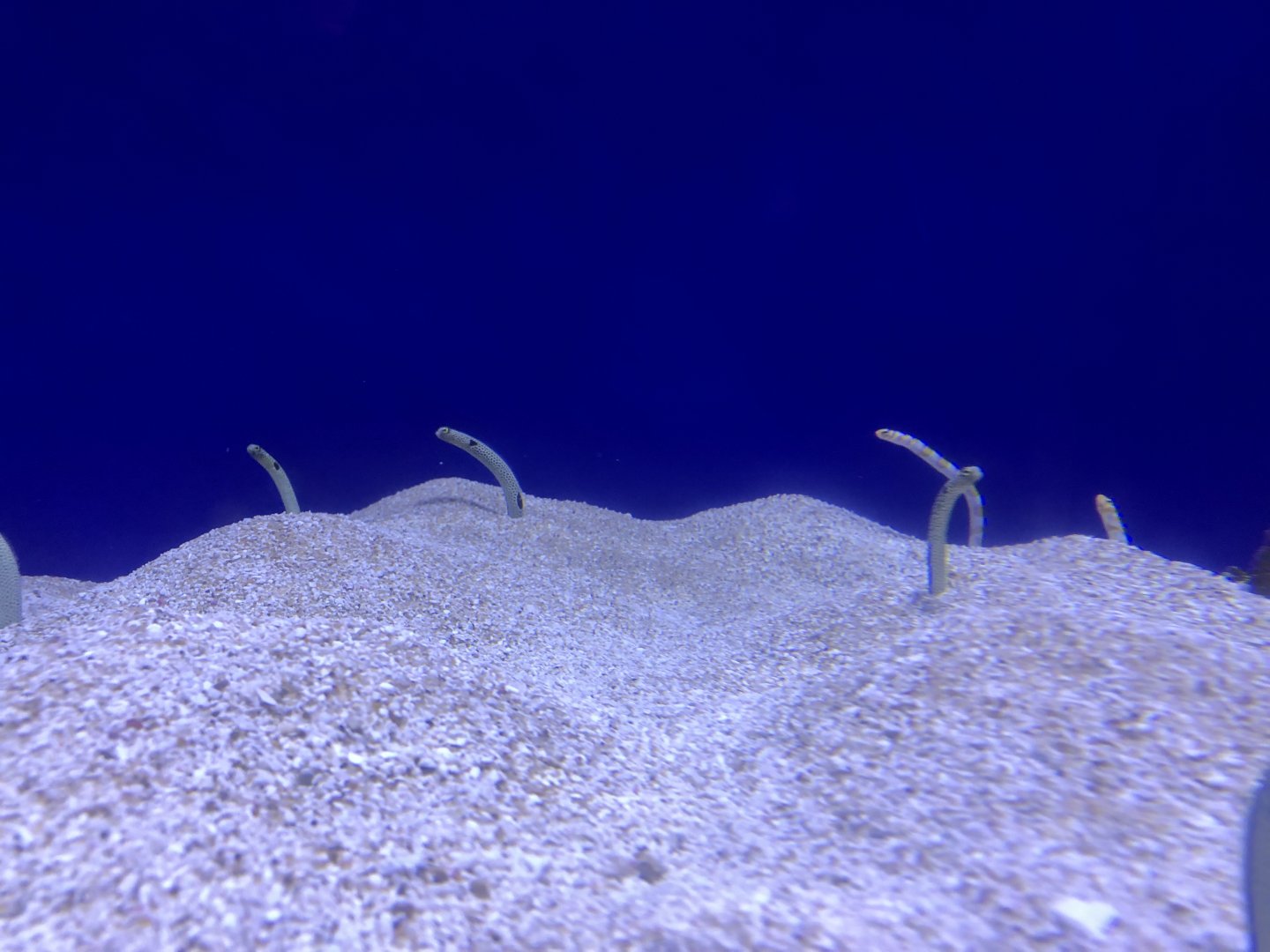 Garden eels
