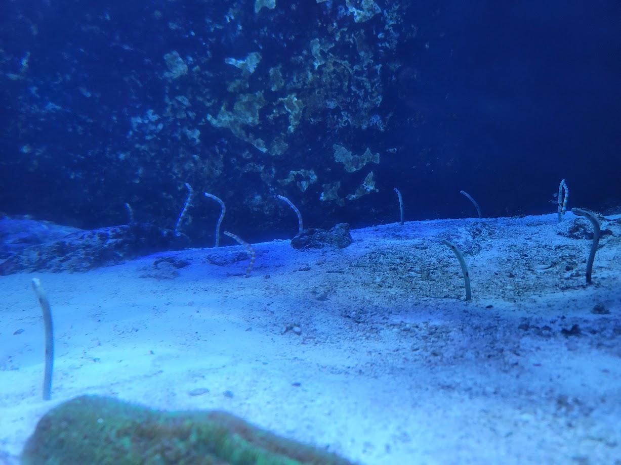 Garden Eels