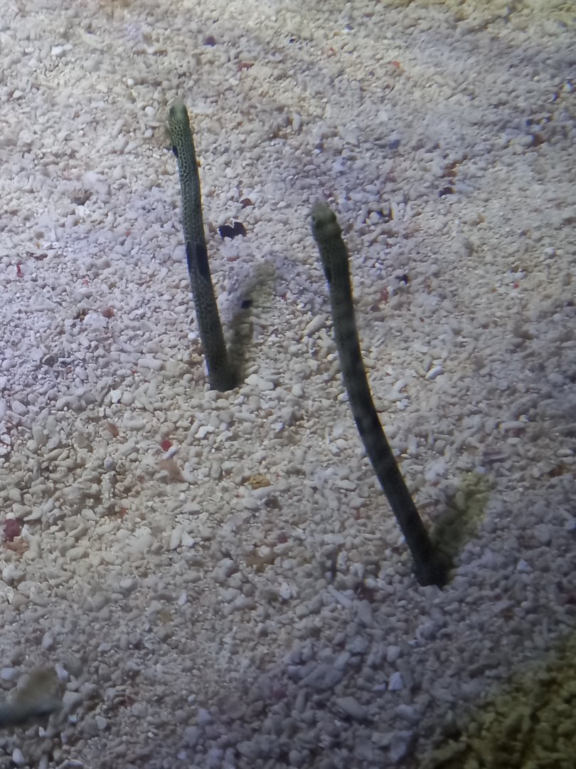 Garden Eels