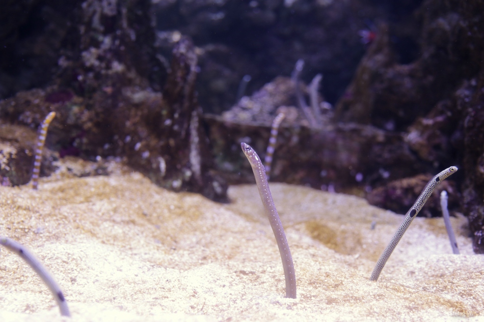 Garden Eels