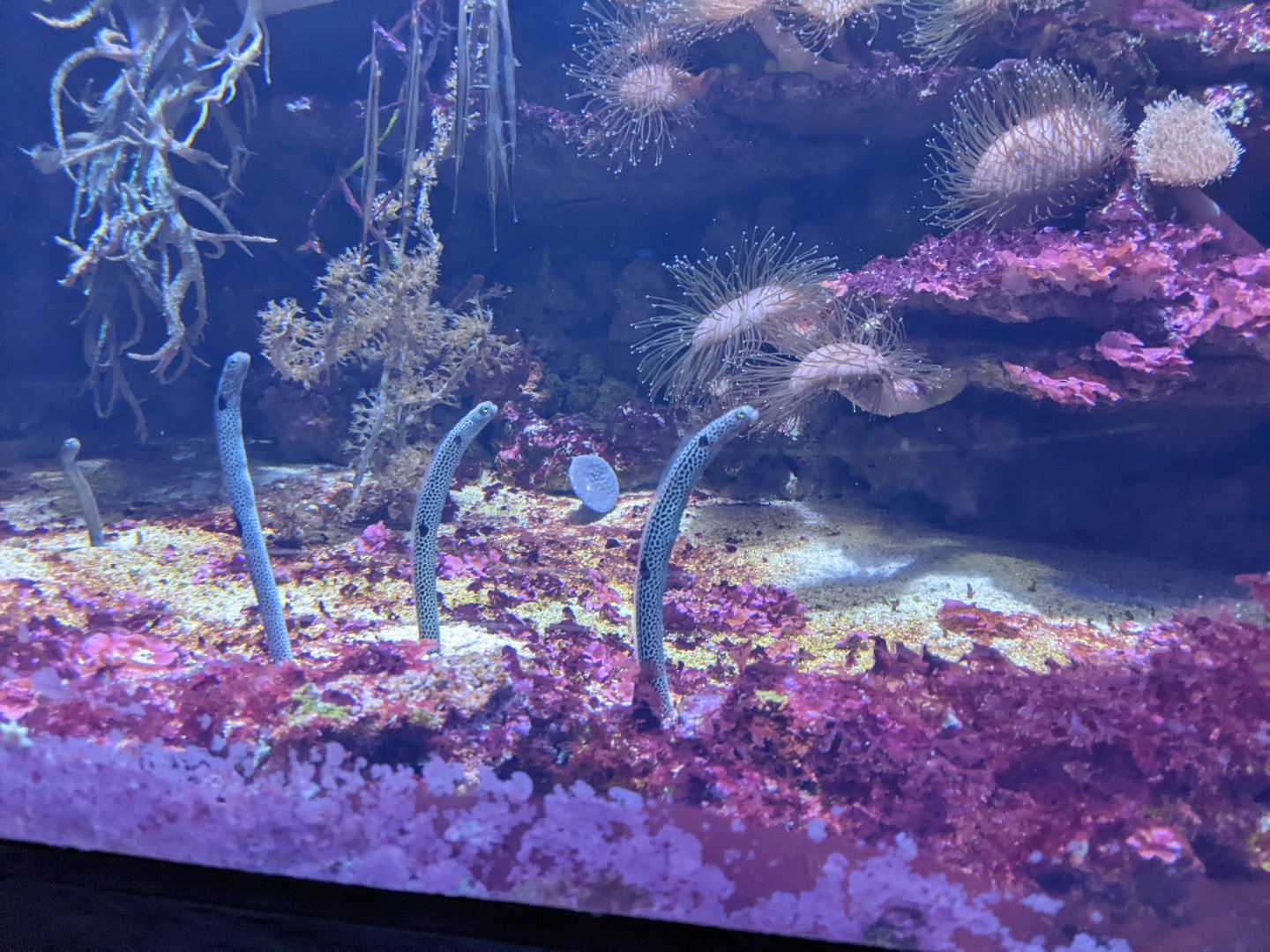 Garden Eels