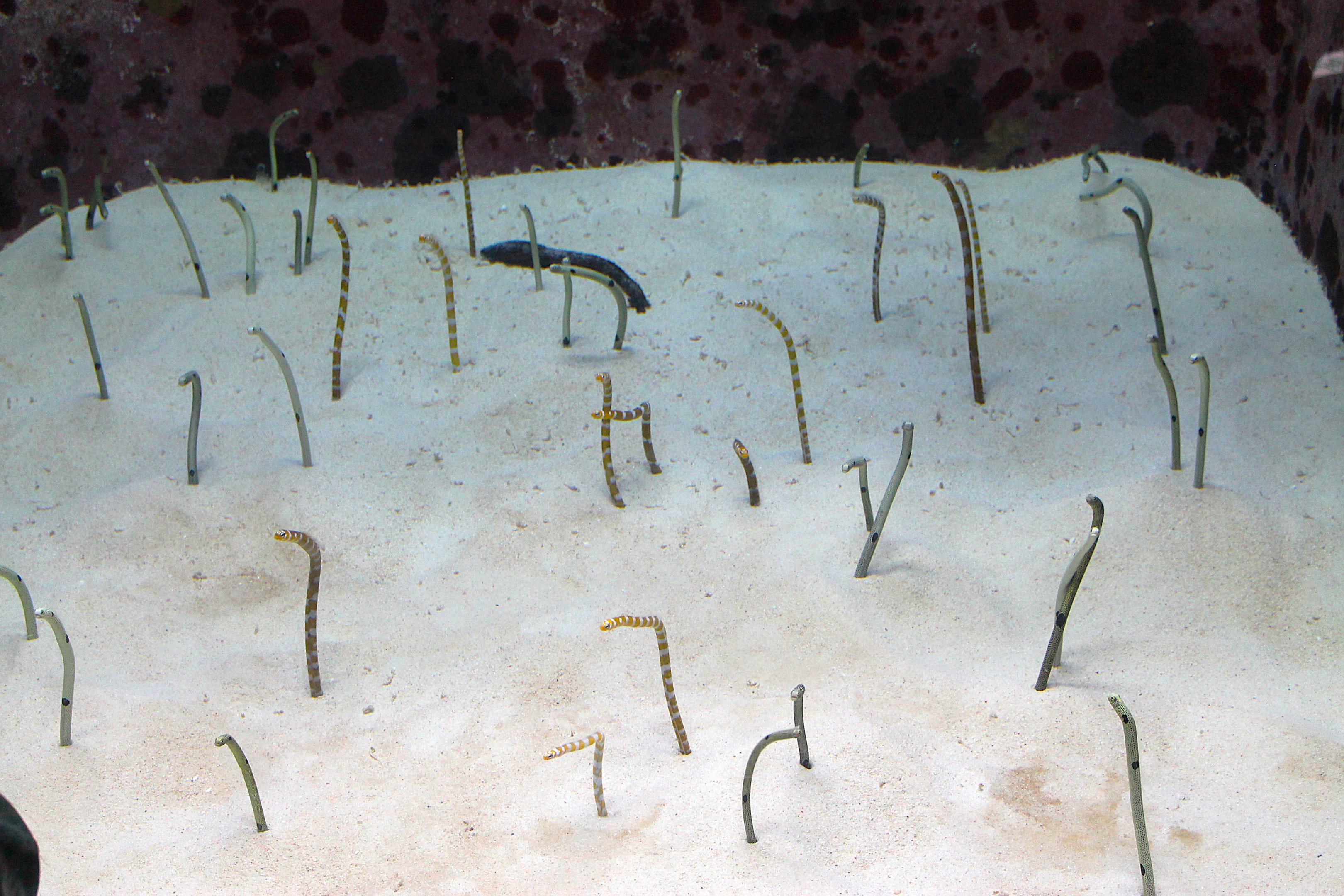 Garden Eels