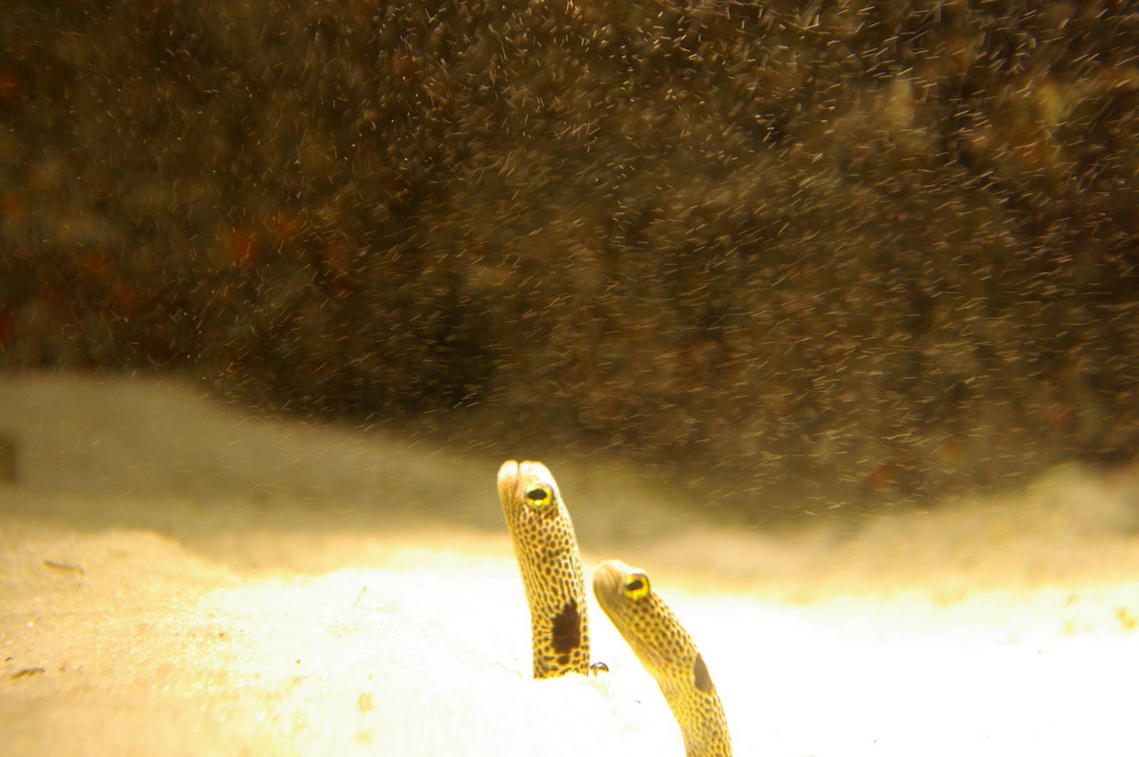 garden eels