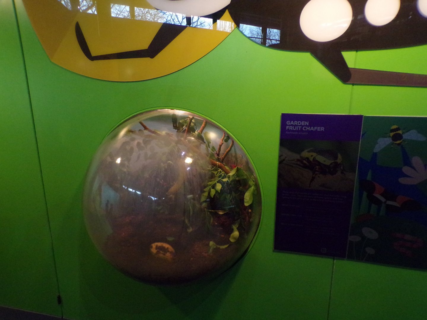 Garden fruit chafer bubble exhibit 11.2.25