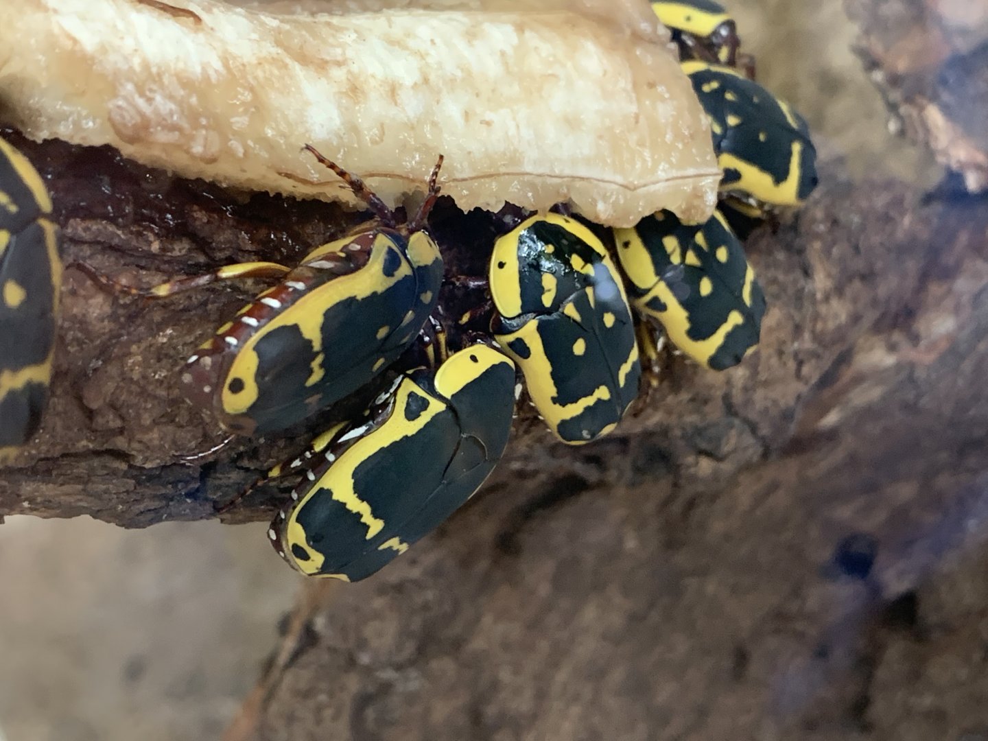 Garden Fruit Chafer (Pachnoda sinuata flaviventris)