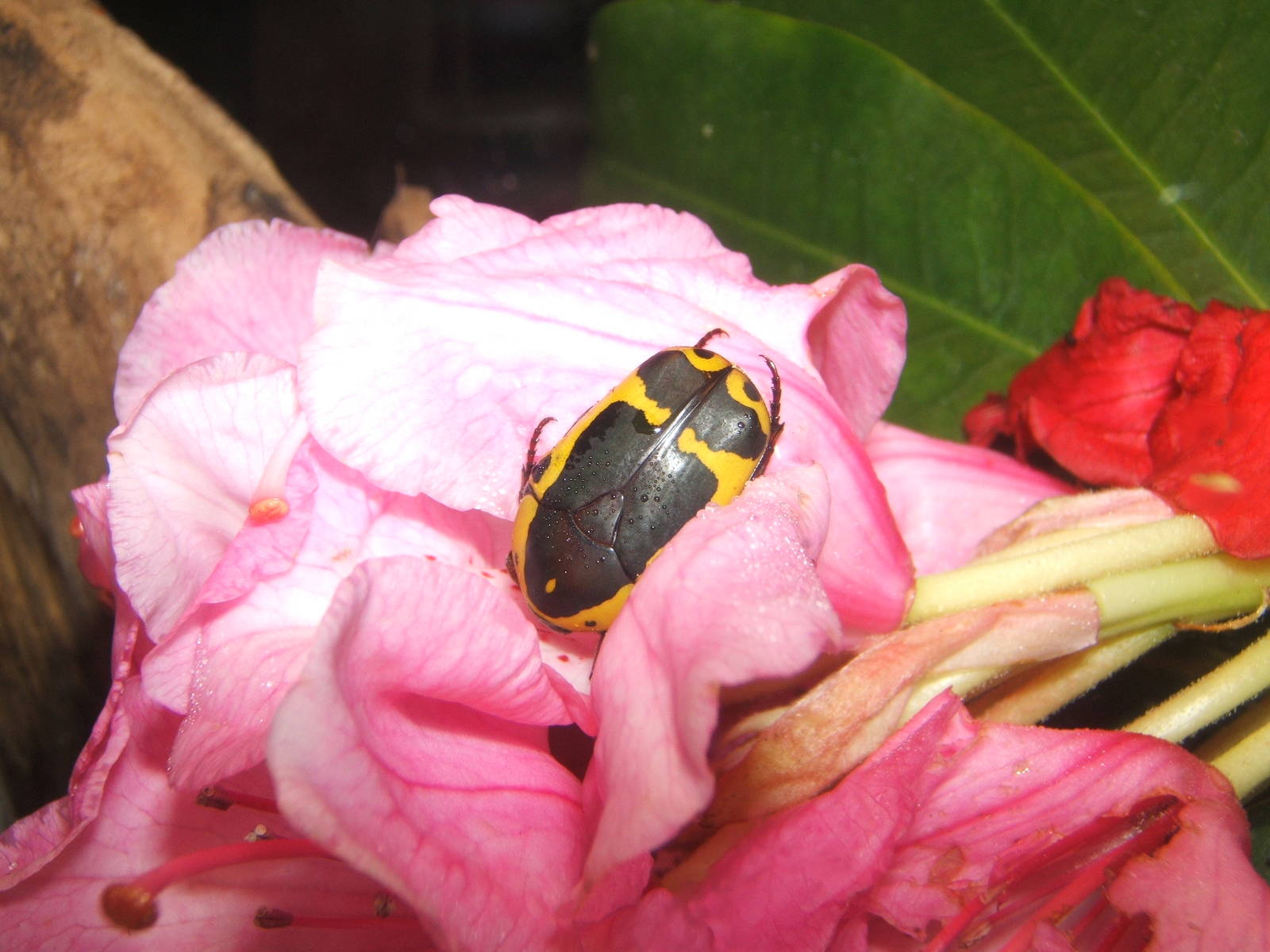 Garden Fruit Chafer (Pachnoda sinuata)