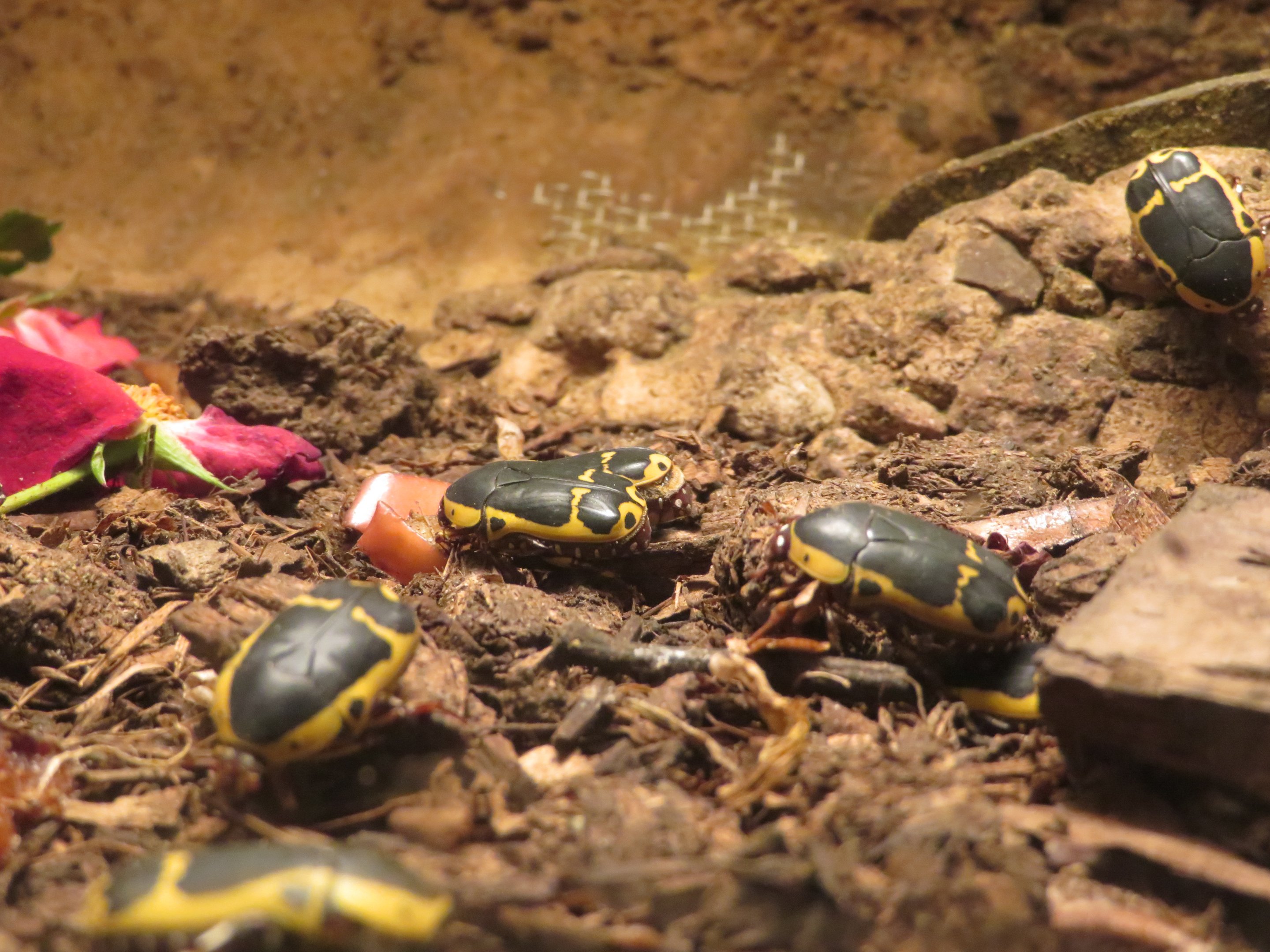 Garden Fruit Chafers