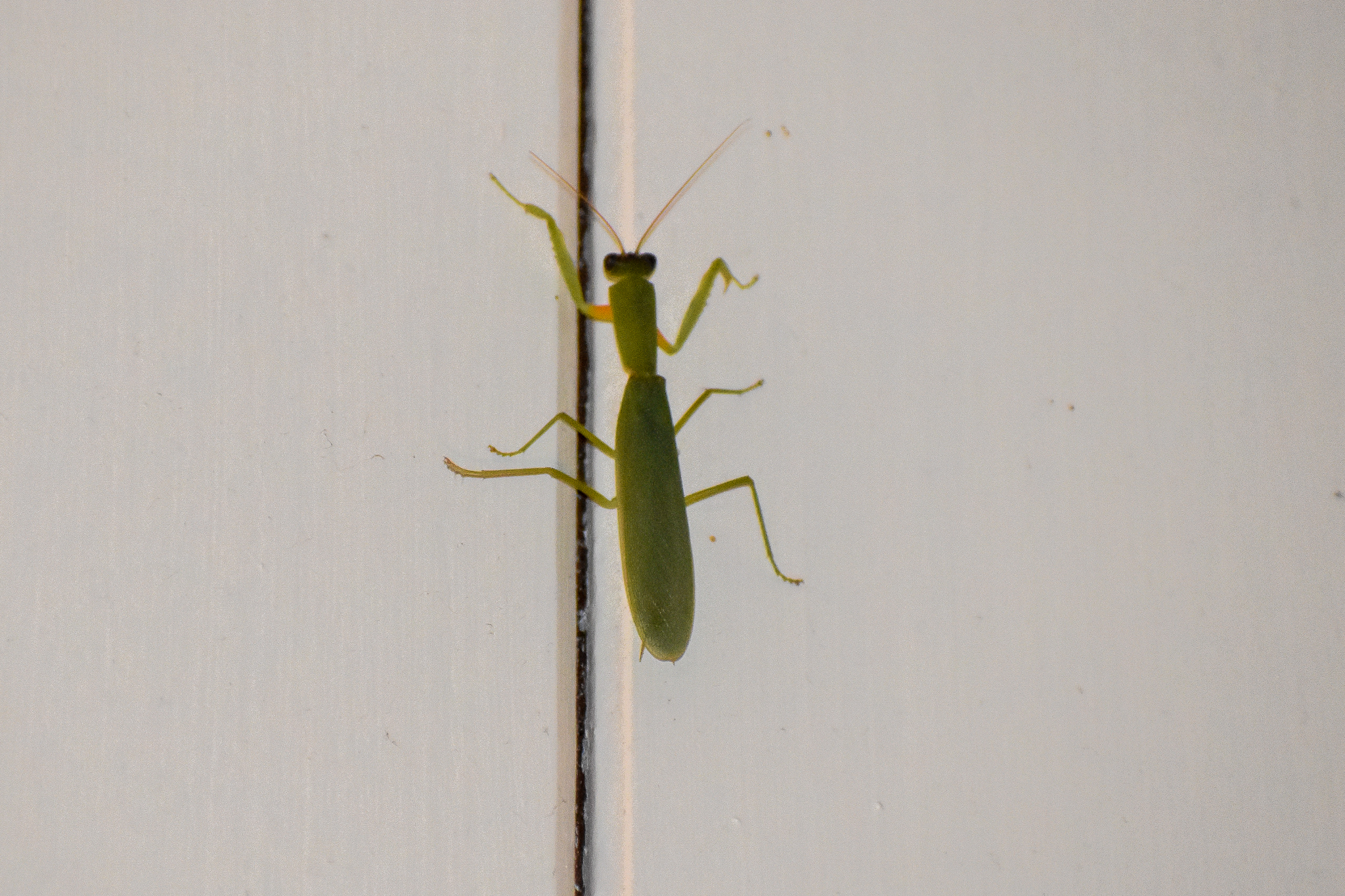 Garden Mantid (Orthodera ministralis)