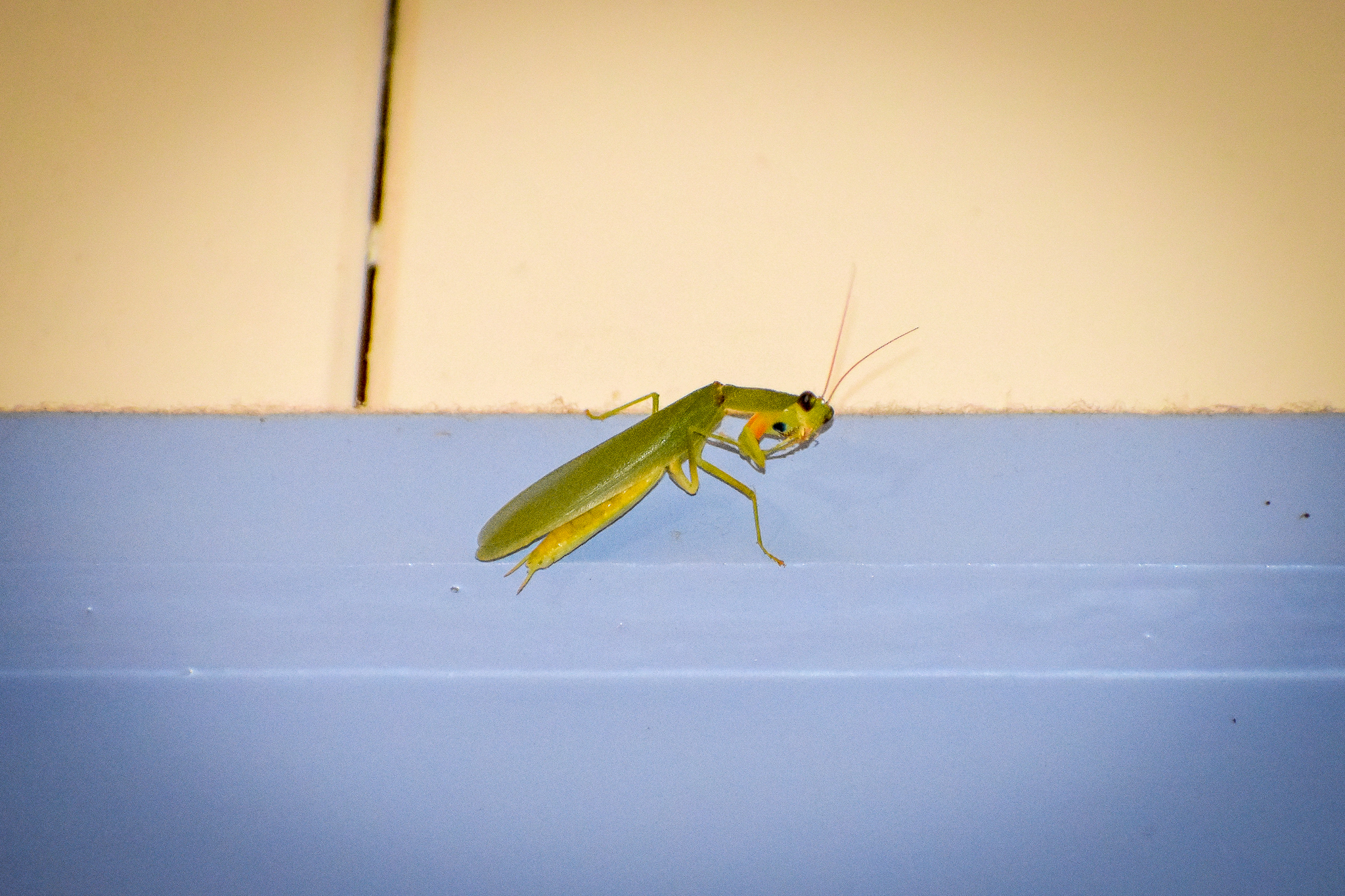 Garden Mantid (Orthodera ministralis)