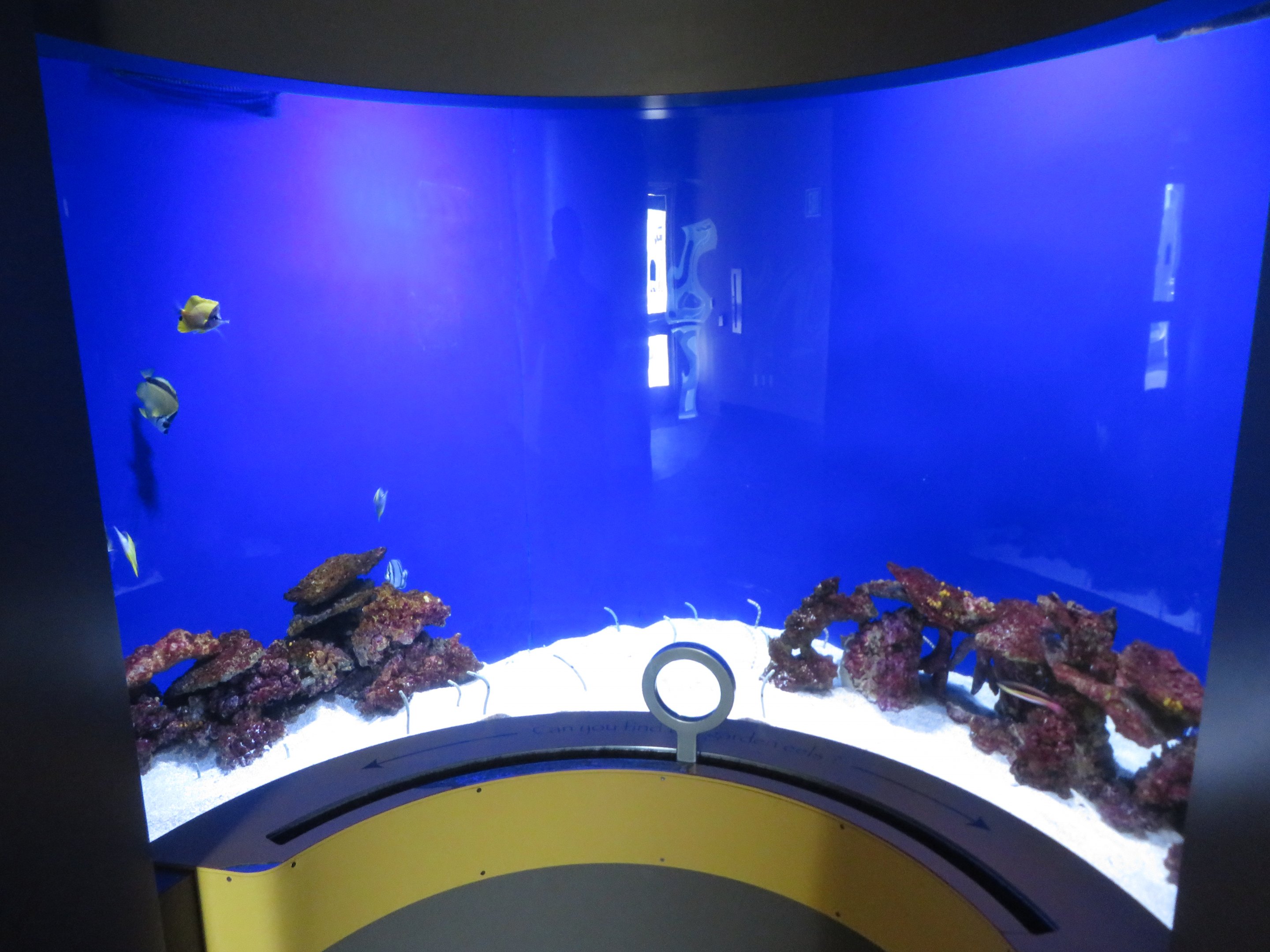 Garden of Eels Tank