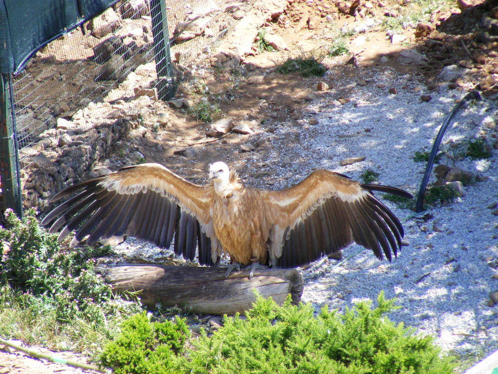 Garden of the Eagles in Benalmadena, 2 May 2009