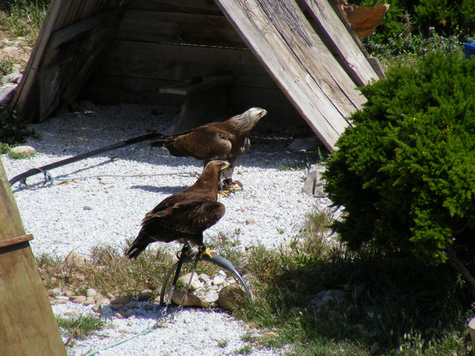 Garden of the Eagles in Benalmadena, 2 May 2009