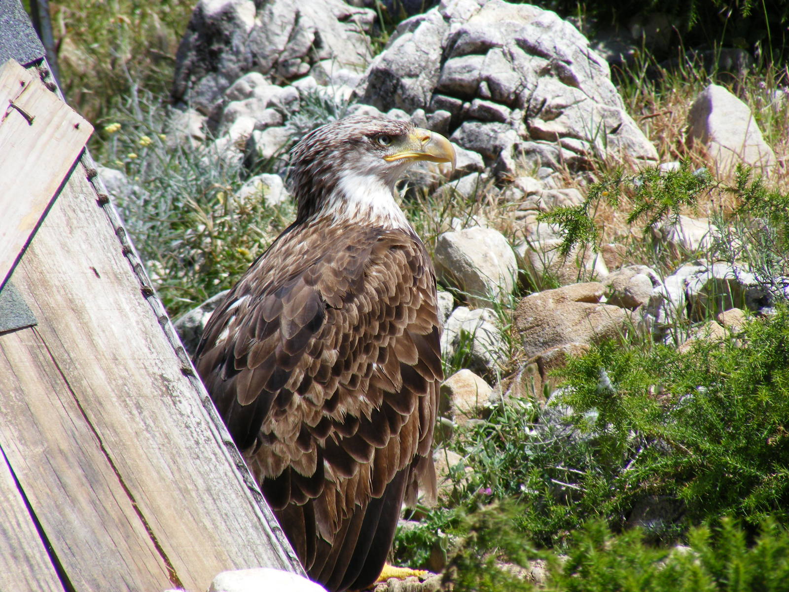 Garden of the Eagles in Benalmadena, 2 May 2009