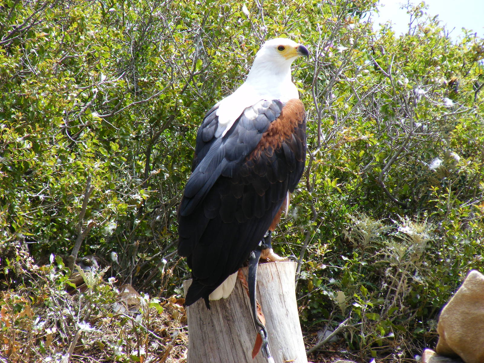 Garden of the Eagles in Benalmadena, 2 May 2009