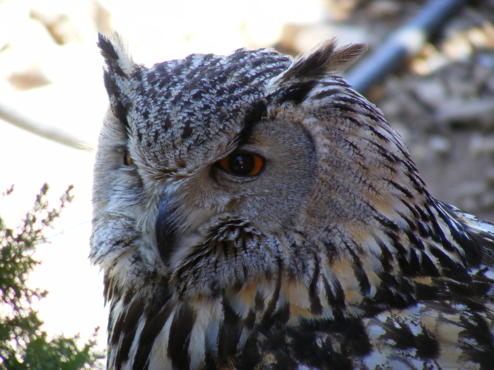Garden of the Eagles in Benalmadena, 2 May 2009
