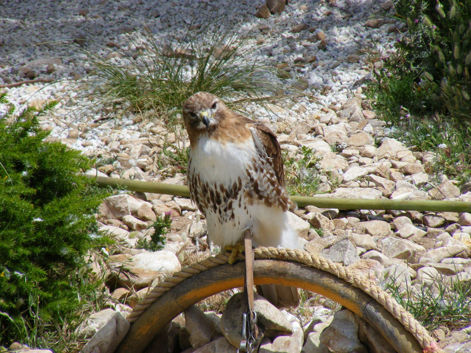 Garden of the Eagles in Benalmadena, 2 May 2009