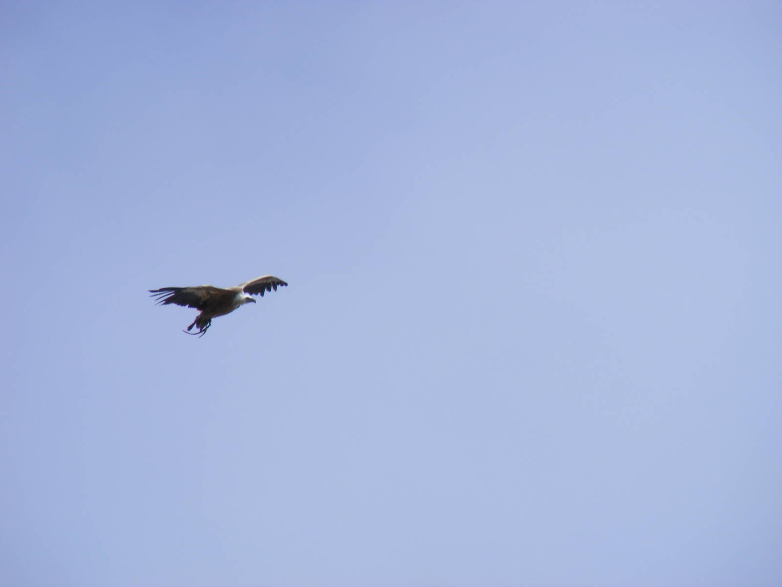 Garden of the Eagles in Benalmadena, 2 May 2009
