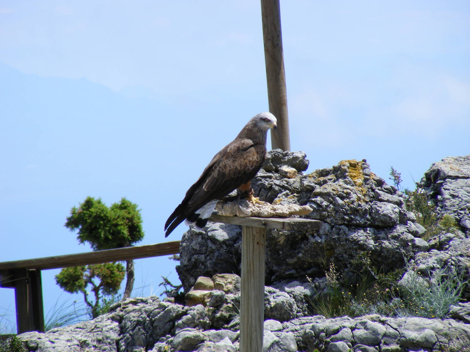 Garden of the Eagles in Benalmadena, 2 May 2009