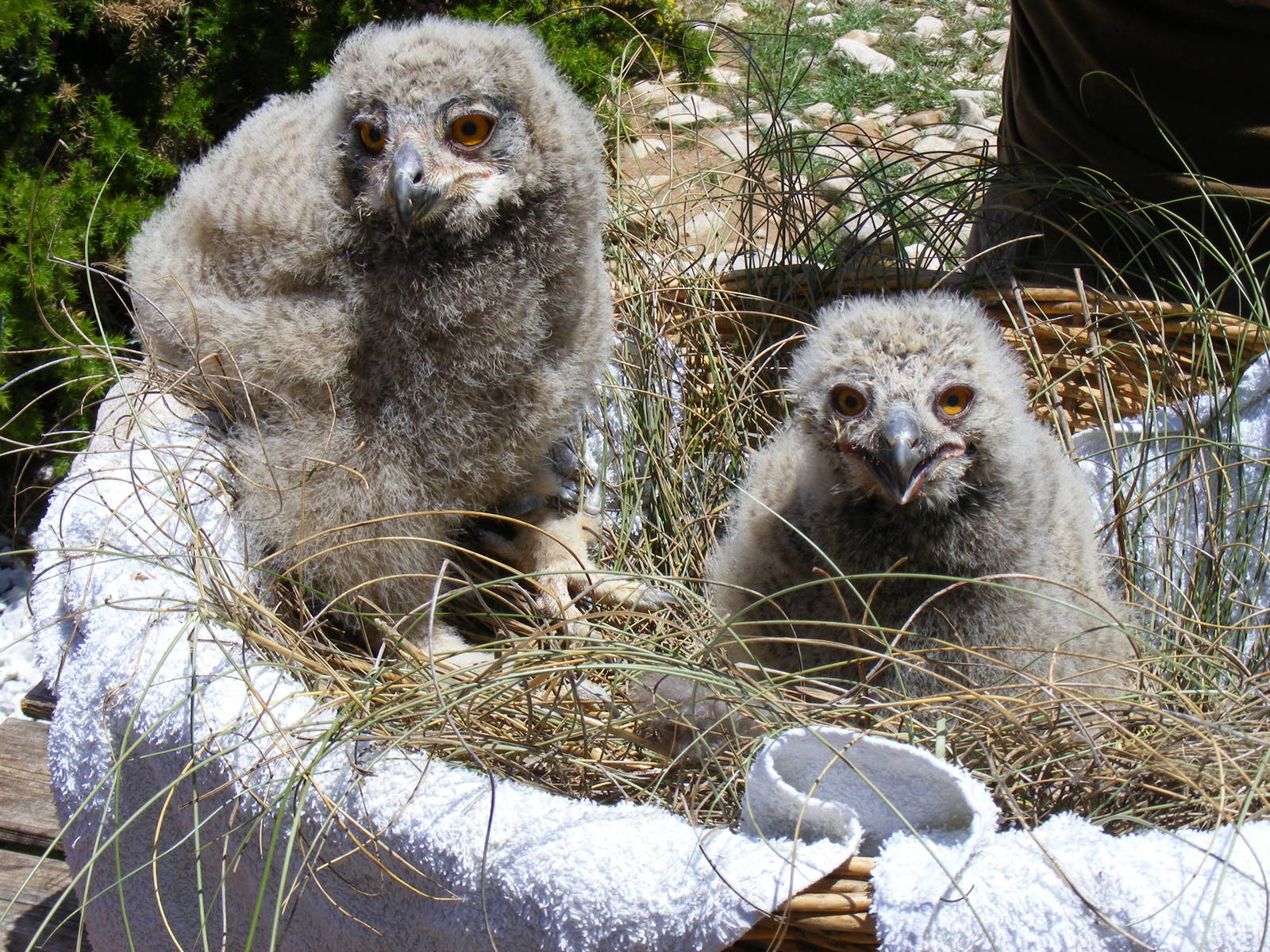 Garden of the Eagles in Benalmadena, 2 May 2009