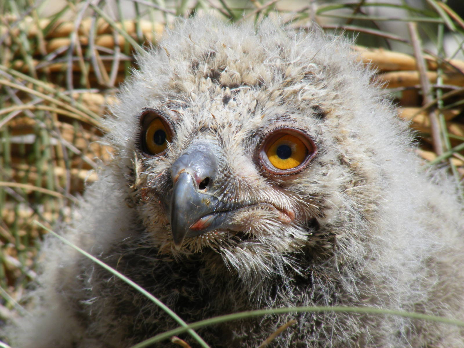 Garden of the Eagles in Benalmadena, 2 May 2009