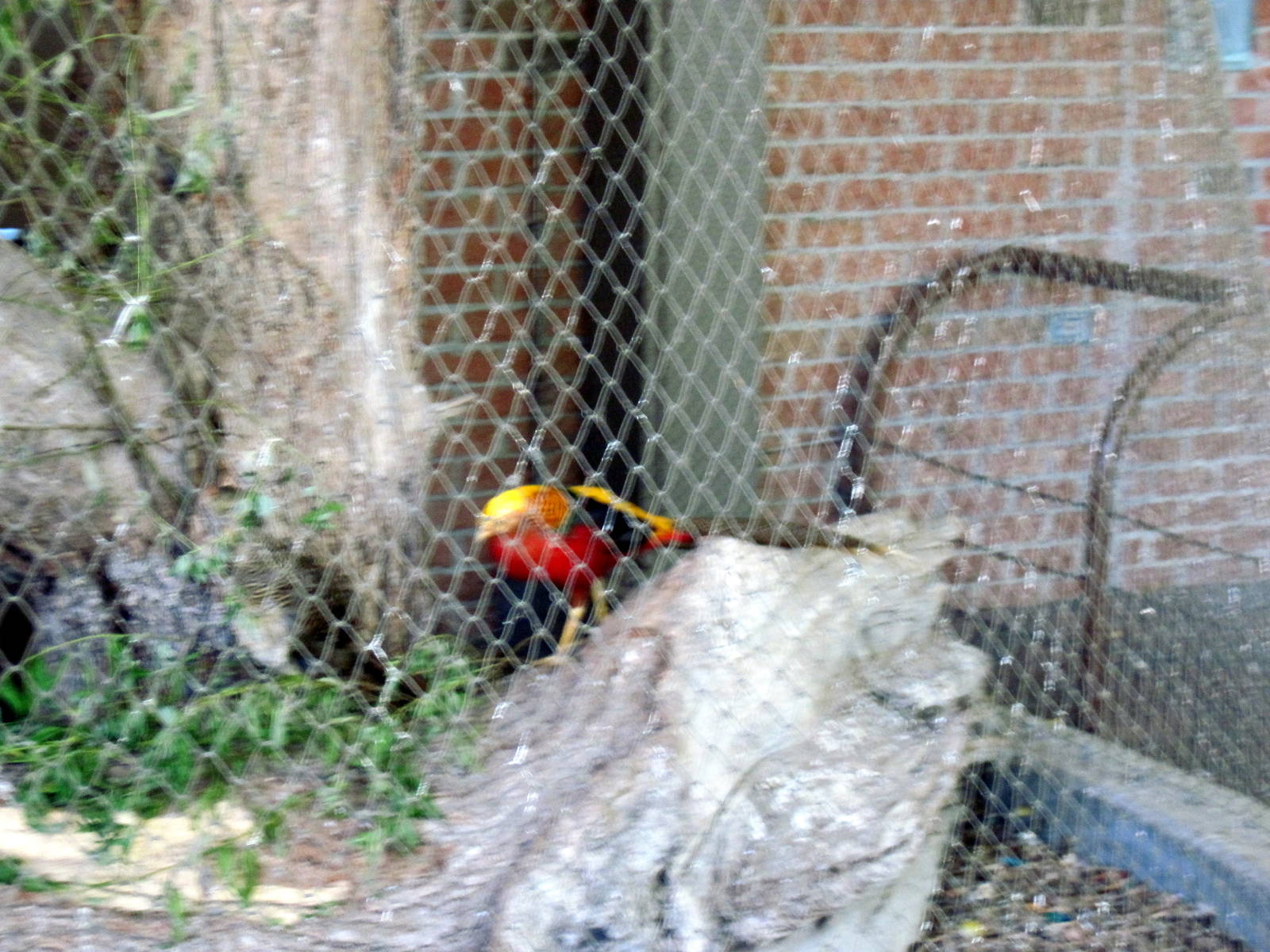 Garden of the Senses-Golden Pheasant