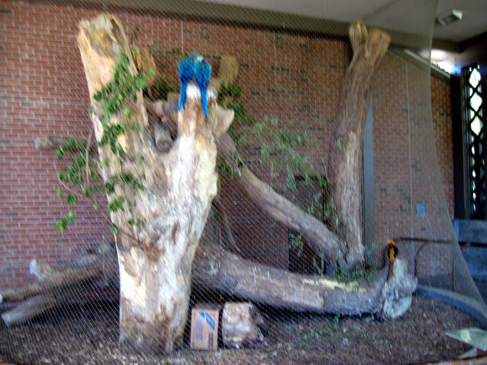 Garden of the Senses-Macaw/Golden Pheasant Exhibit
