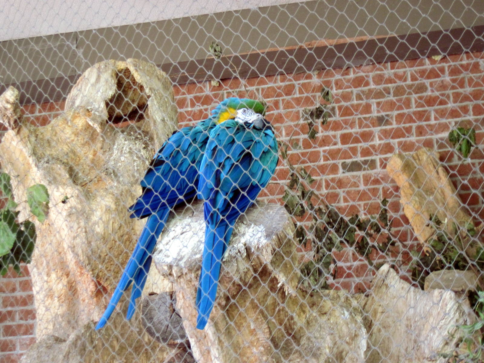 Garden of the Senses-Macaws