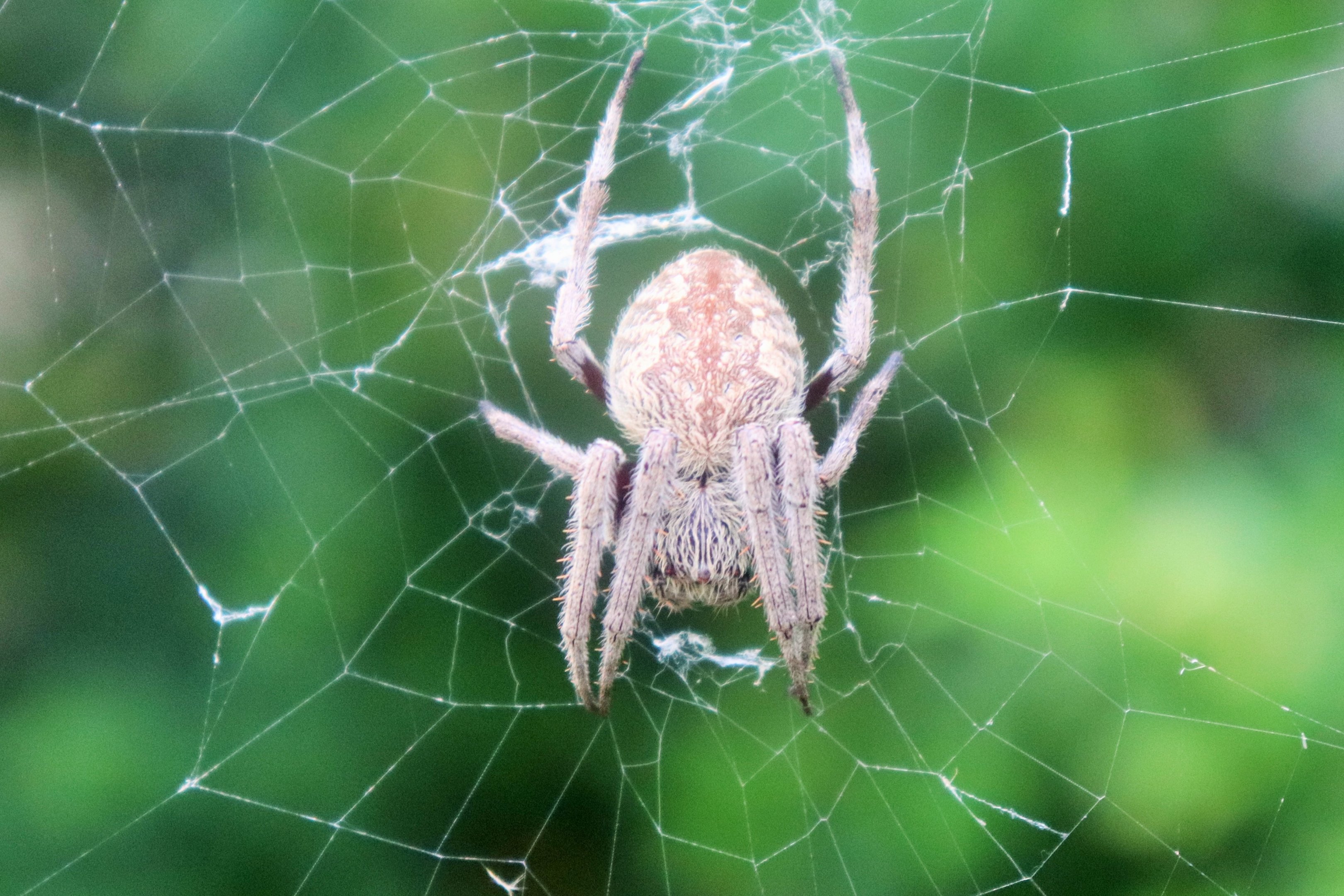 Garden Orb Weaver (Eriophora transmarina)