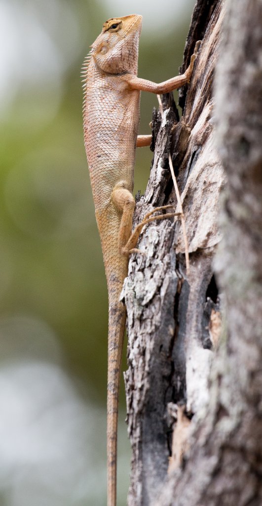 Garden Ornamental Lizard