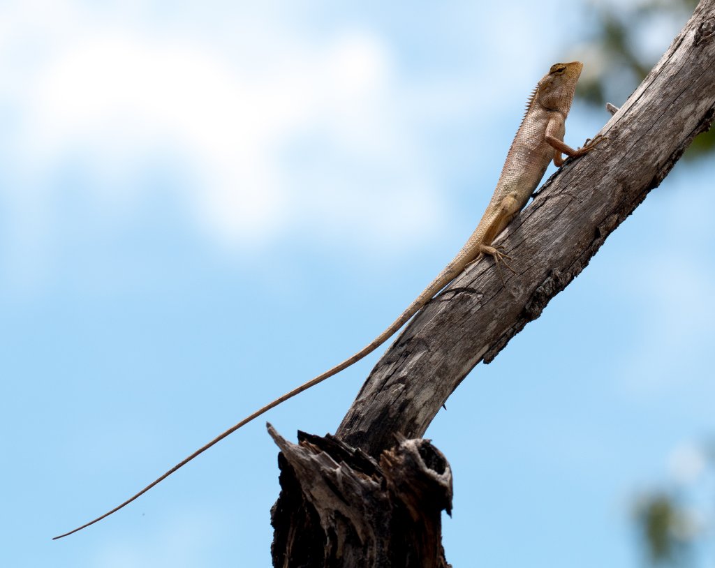 Garden Ornamental Lizard