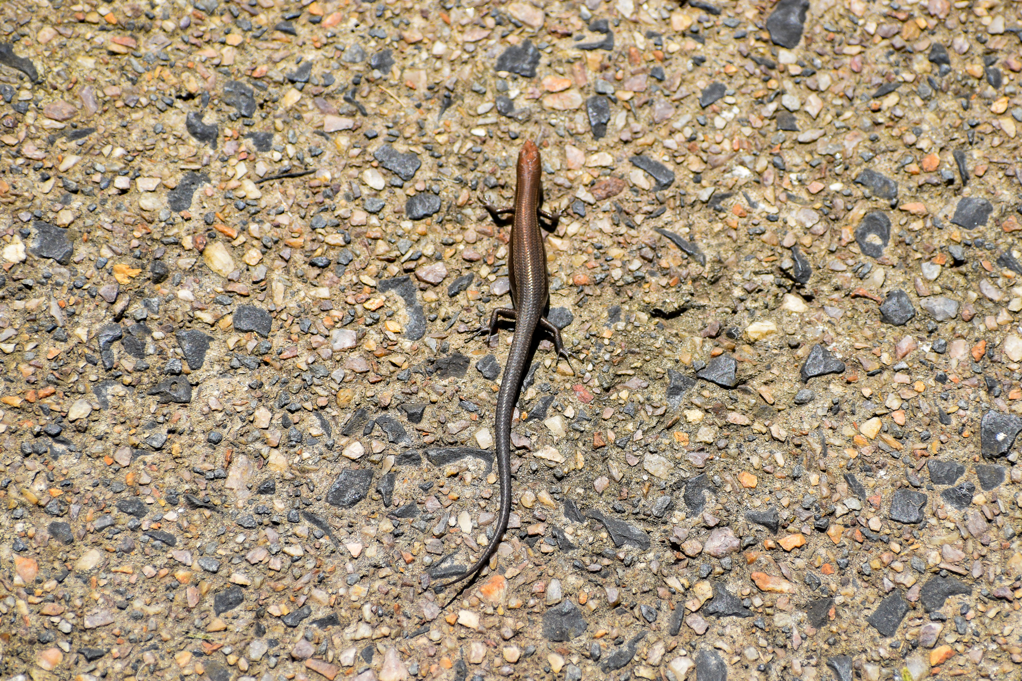 Garden Skink (Lampropholis delicata)