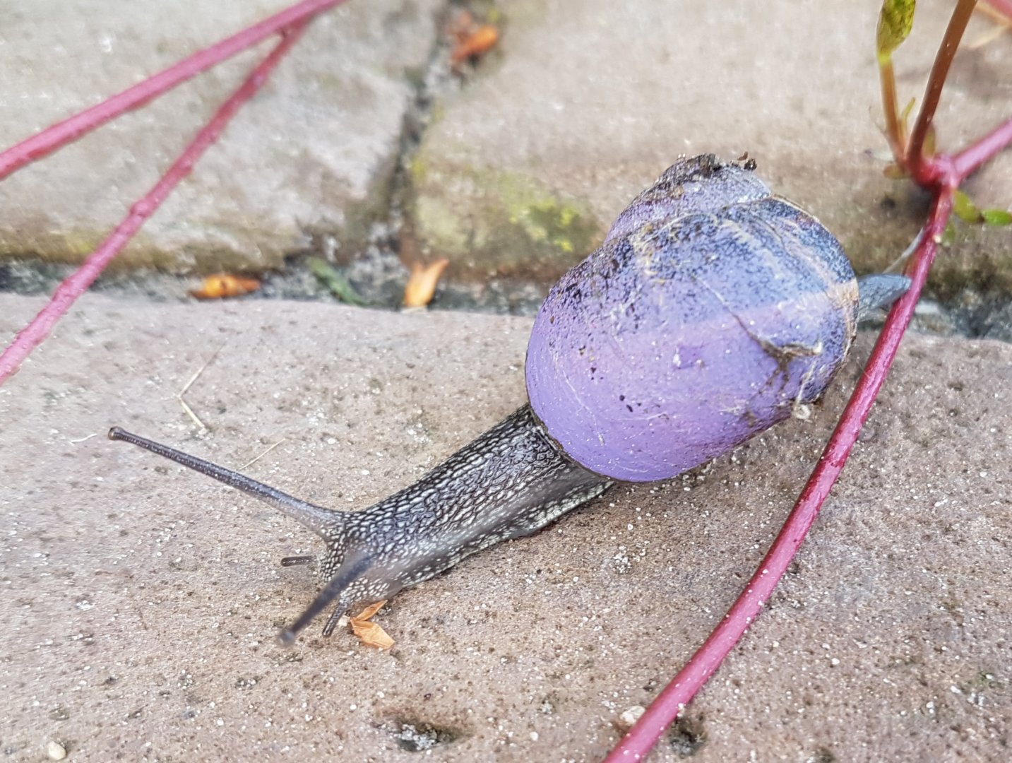 Garden snail - Cornu aspersum