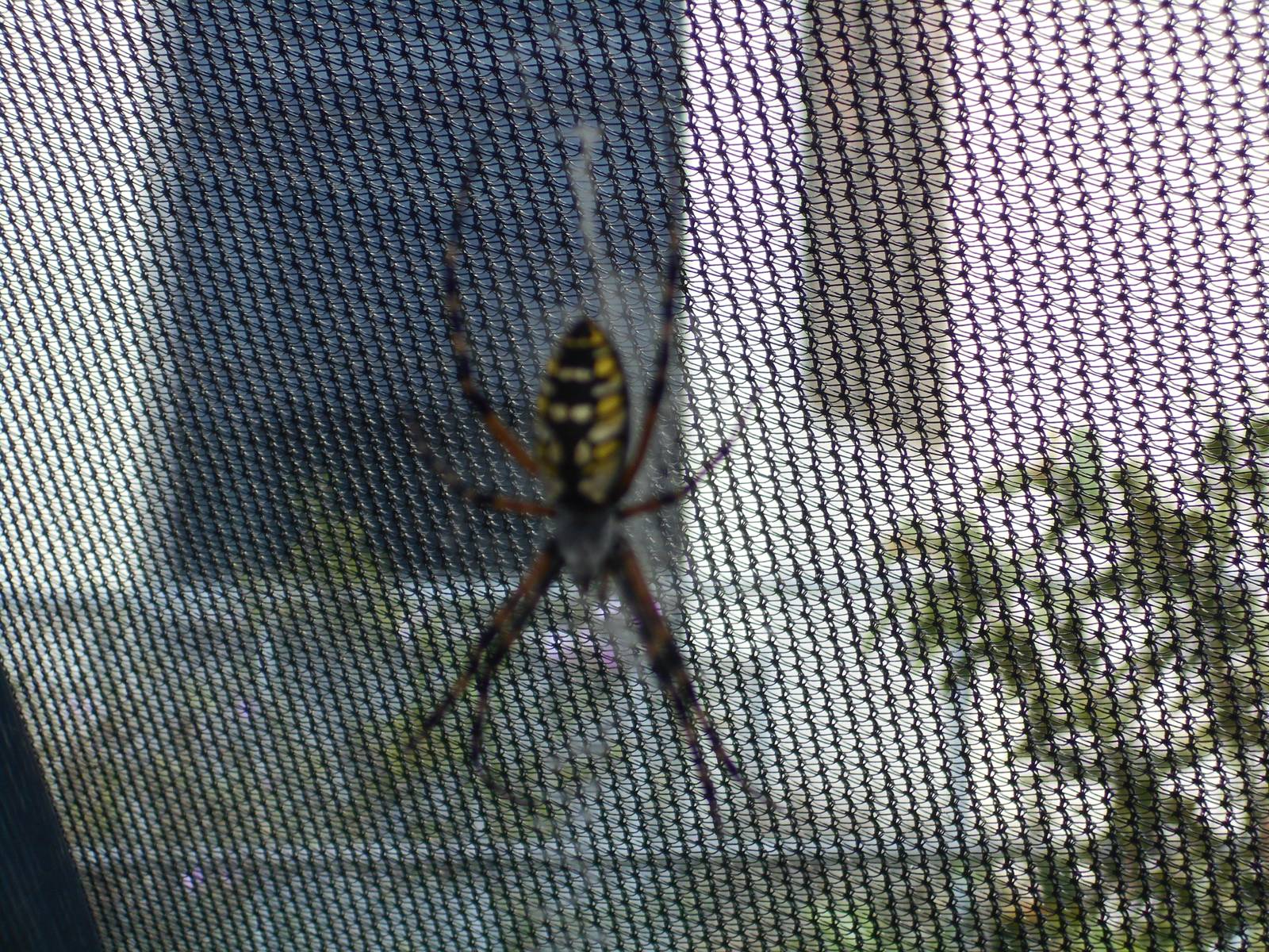 Garden spider