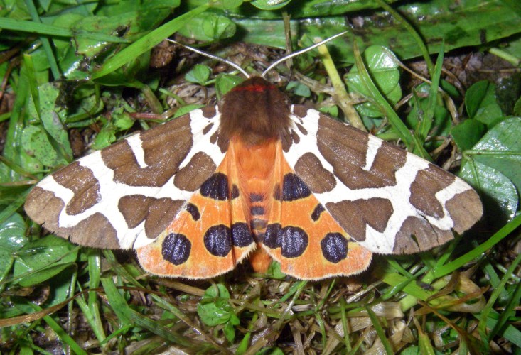 Garden Tiger Moth (Arctia caja)