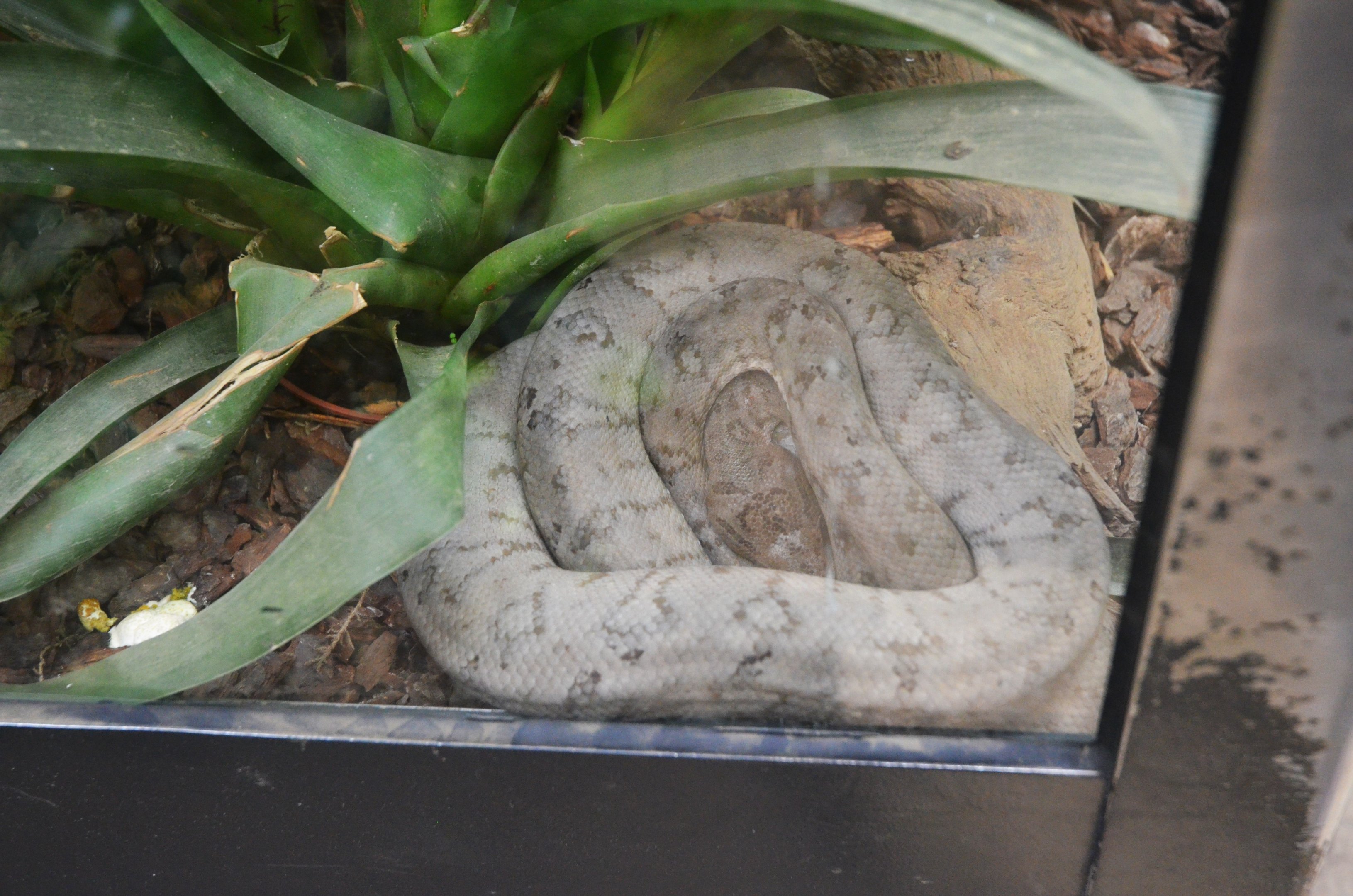 Garden Tree Boa at Krefeld, 15/06/19