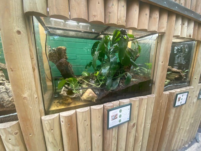 Garden tree boa exhibit 200922