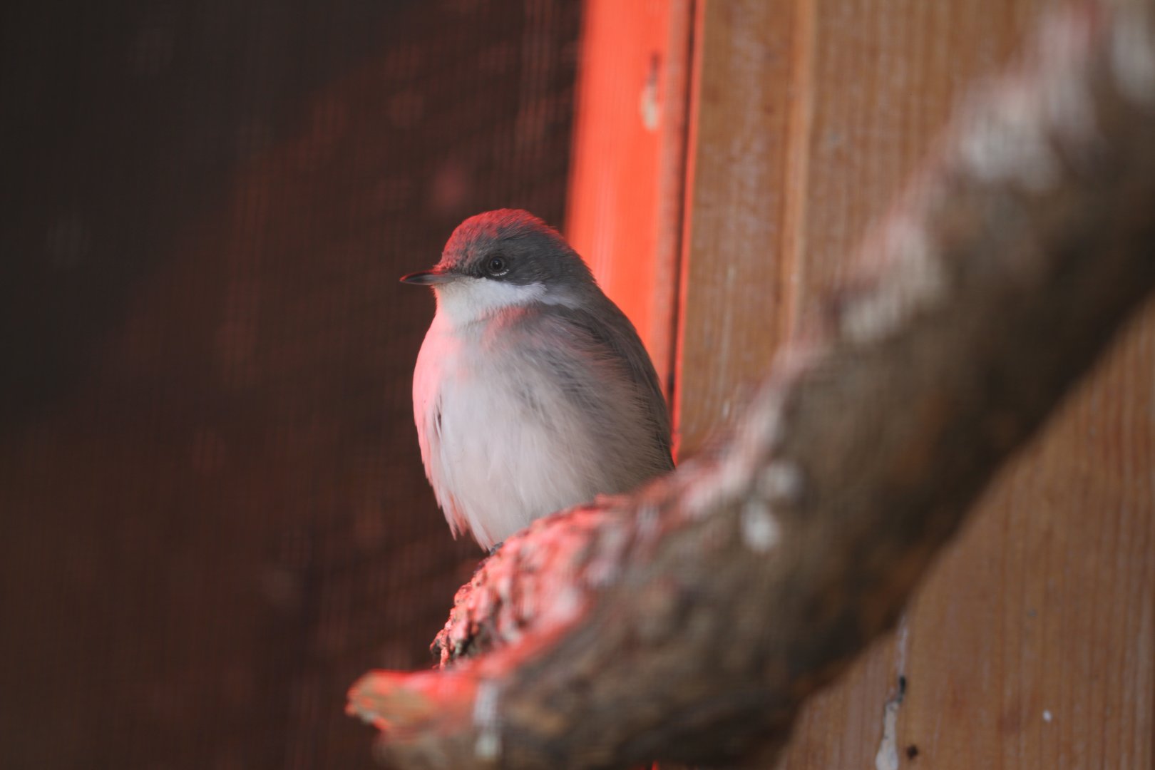 Garden warbler (Sylvia borin)