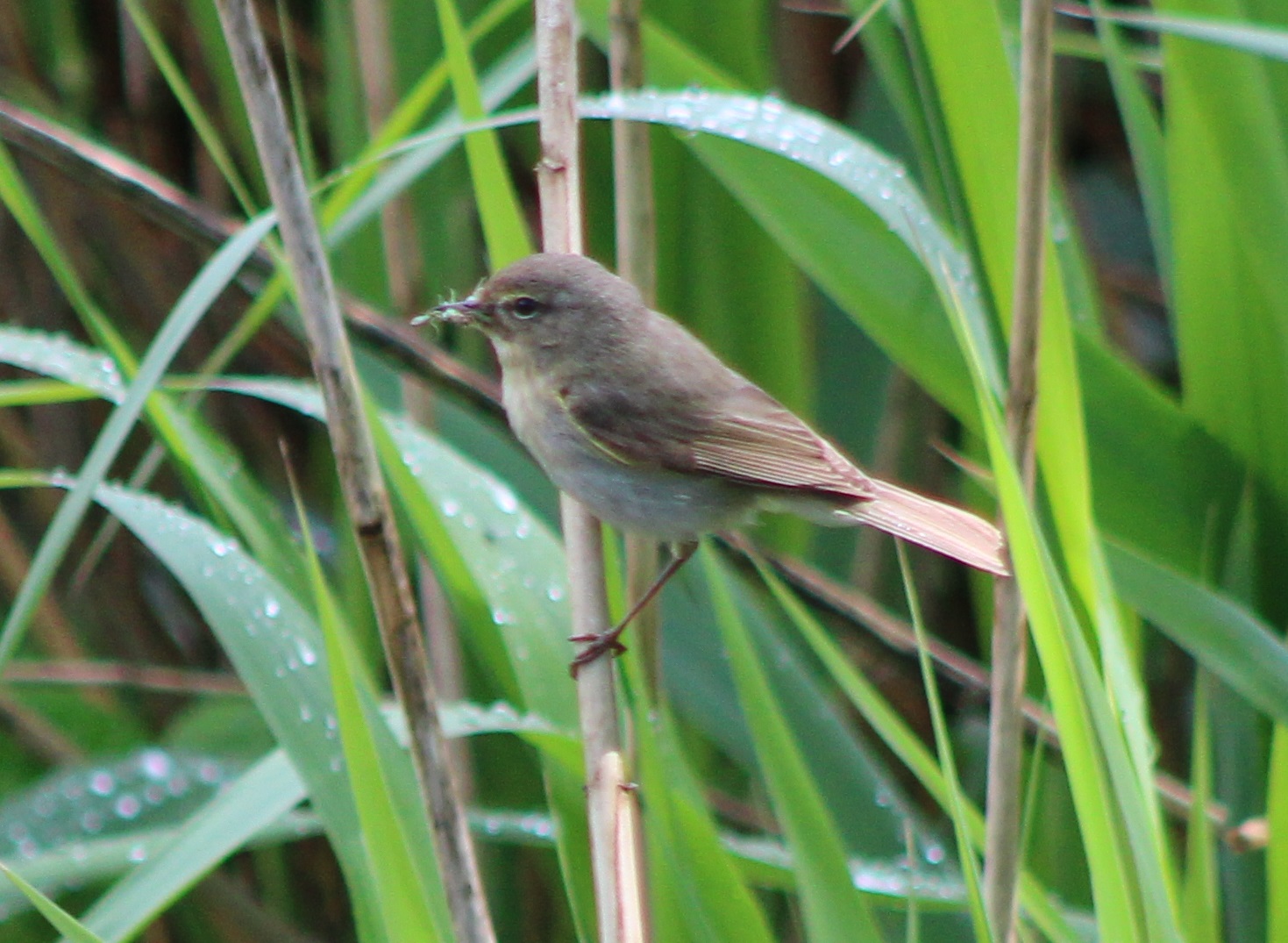 Garden warbler - Sylvia borin