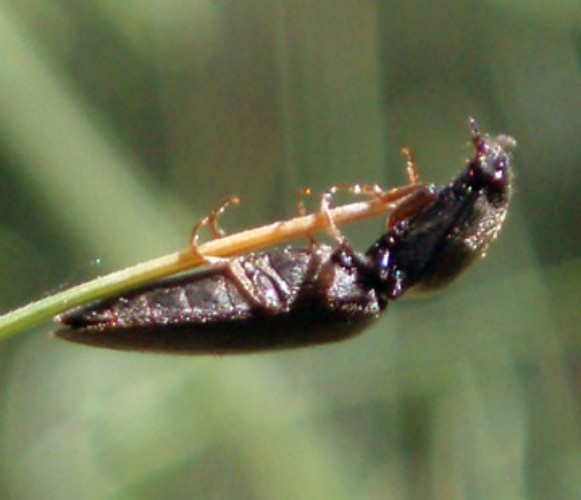 Garden Wireworm (Athous haemorrhoidalis)