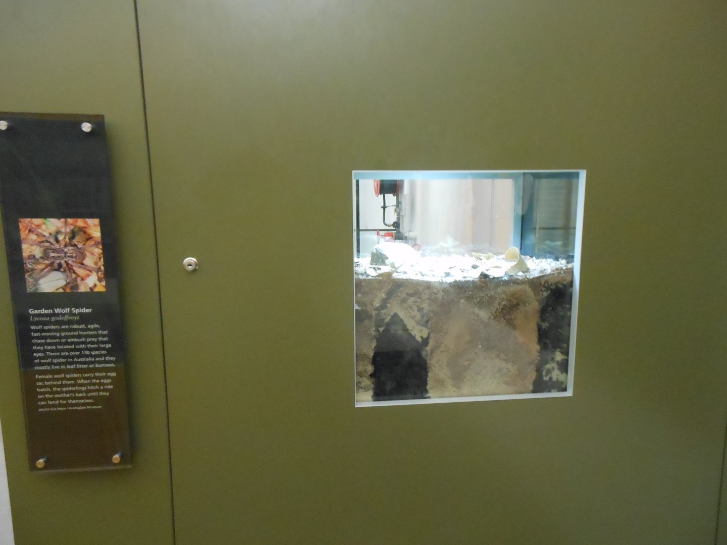 Garden Wolf Spider exhibit