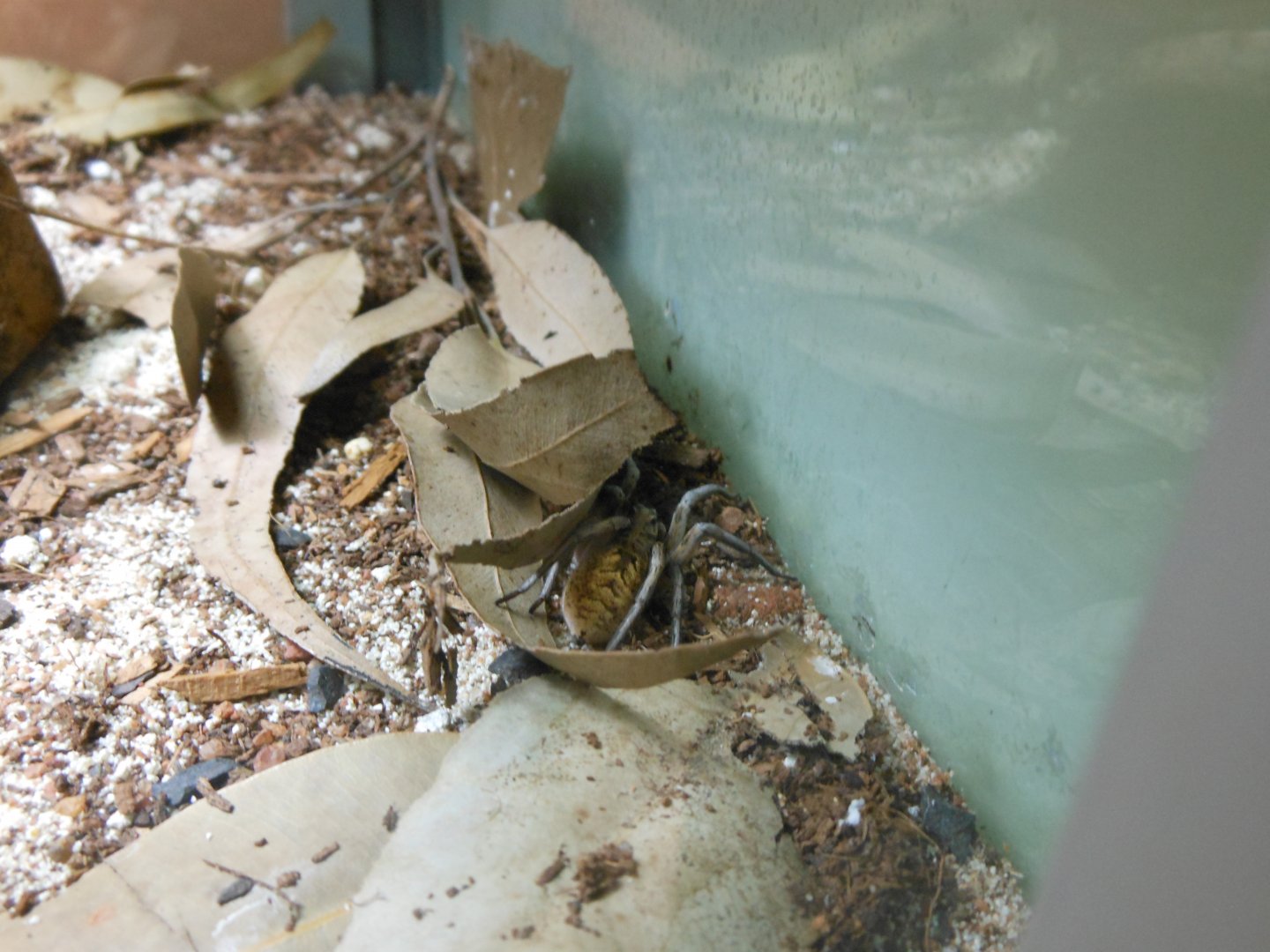 Garden Wolf Spider (Lycosa godeffroyi)