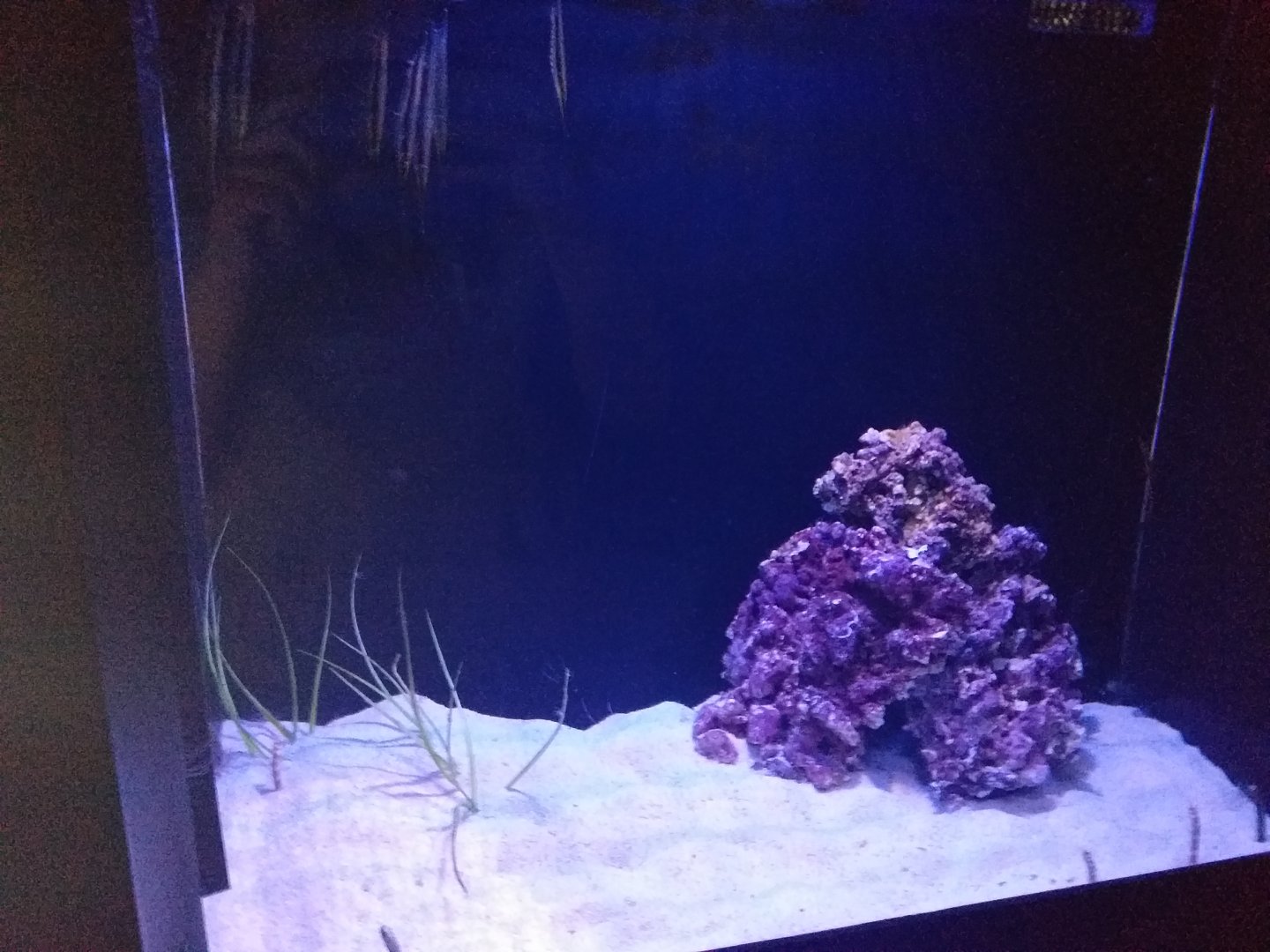 Gardener eel and Razorfish tank -BioDomo (2019)