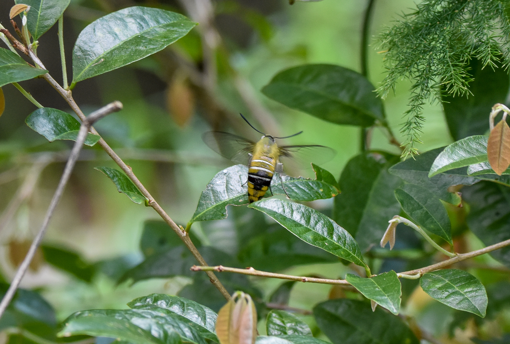 Gardenia Bee Hawk Moth, Cephonodes kingii