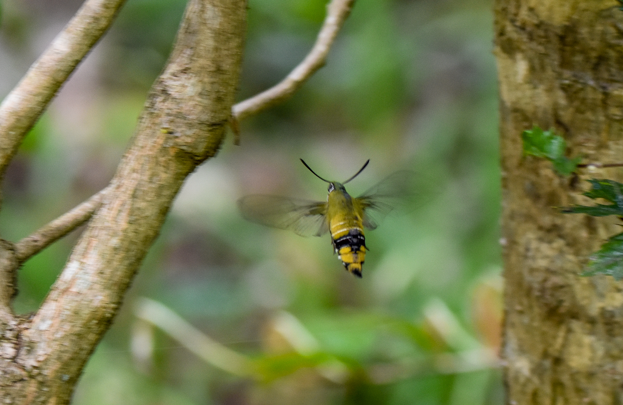 Gardenia Bee Hawk Moth, Cephonodes kingii