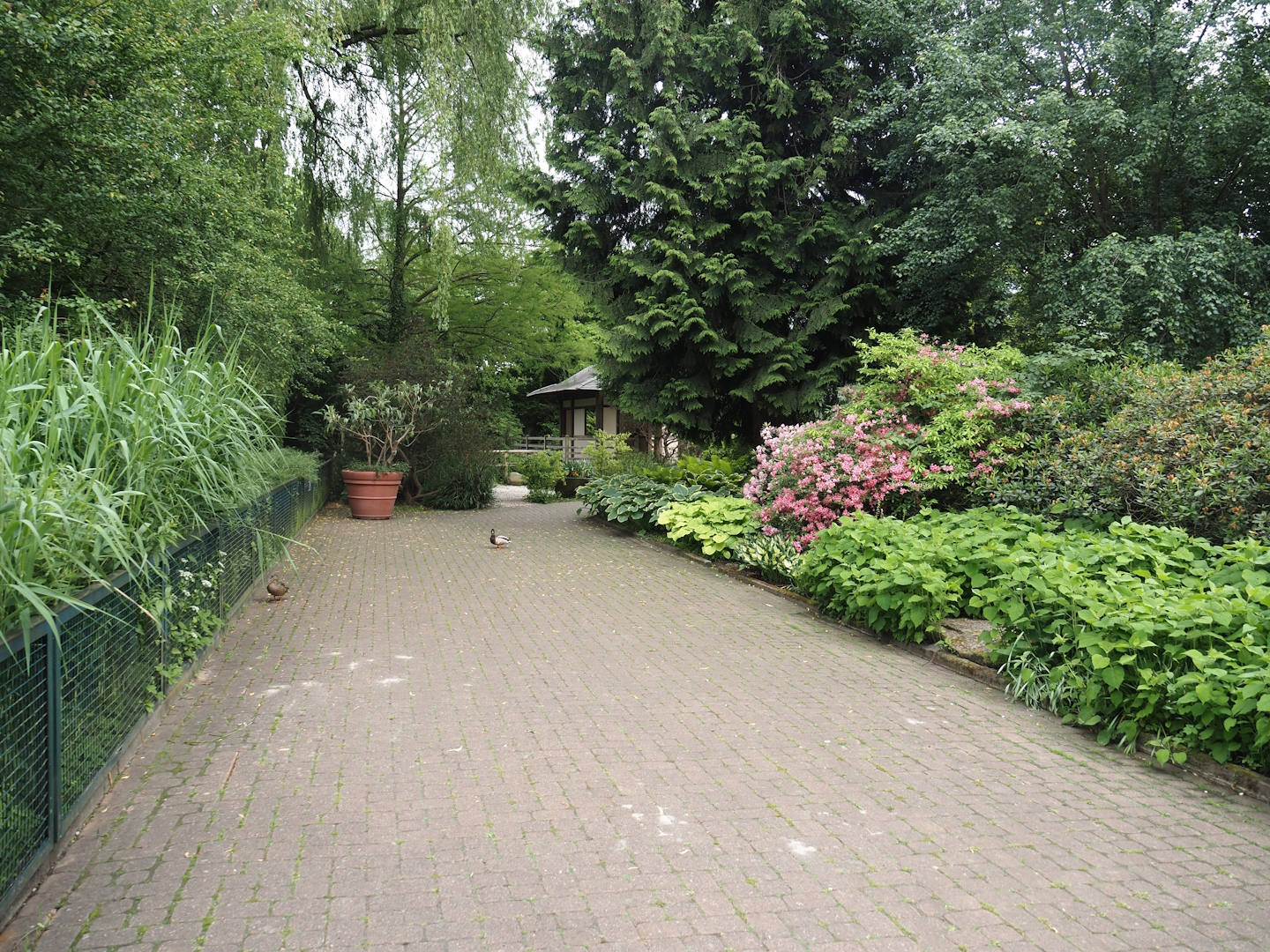 Gardens and walkway alongside crane exhibits, 2024-05-21