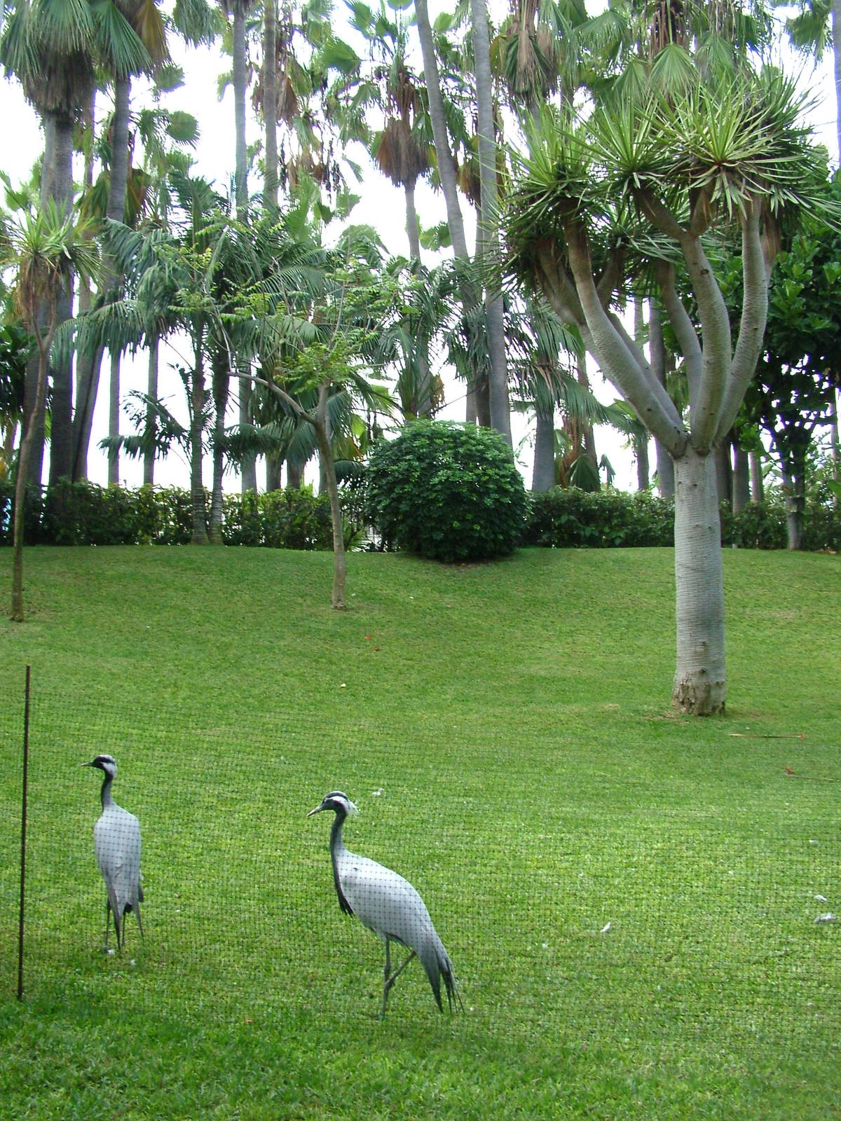 Gardens at Loro Parque, 08/11/10