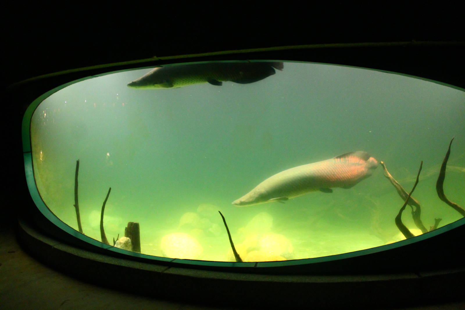 Gardens by the Bay - Arapaima display