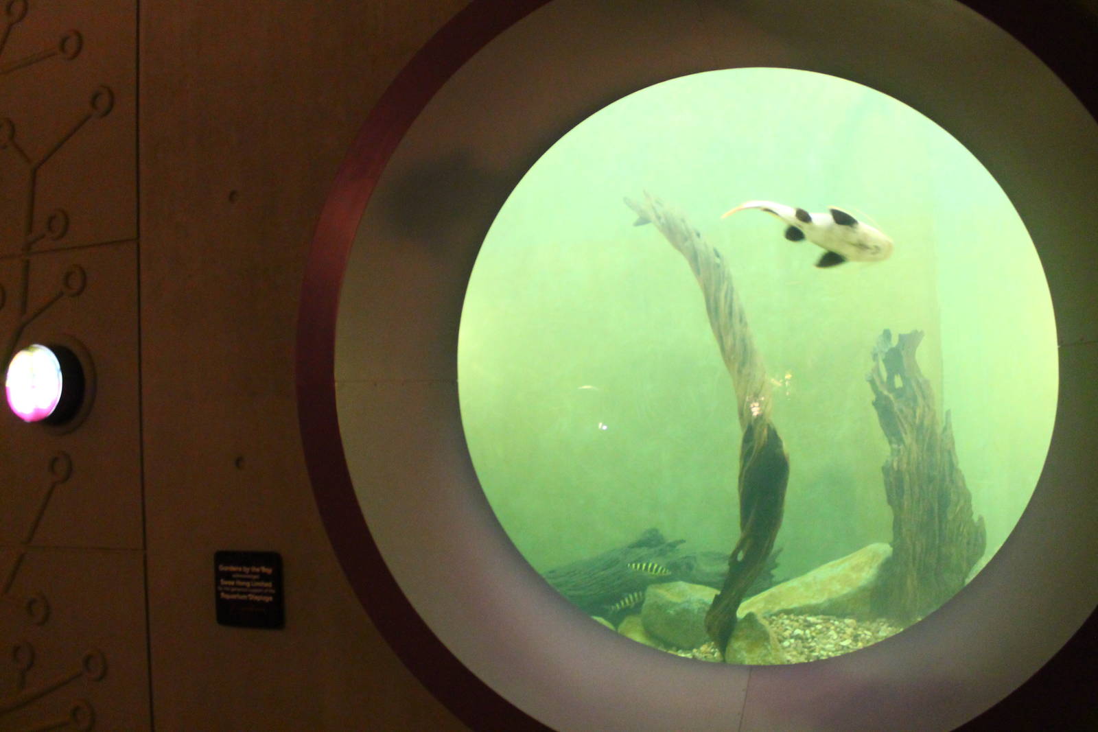 Gardens by the Bay - Arowana display