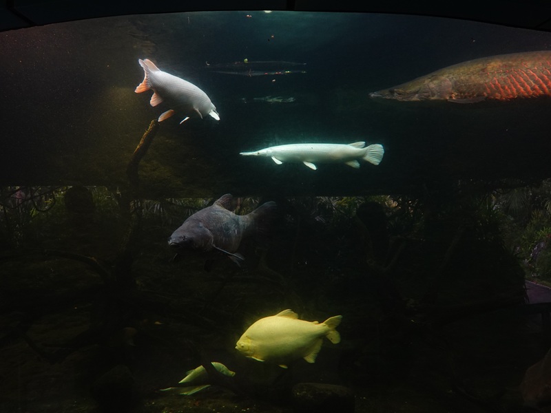 Gardens by the Bay 'Big Fish Aquarium'